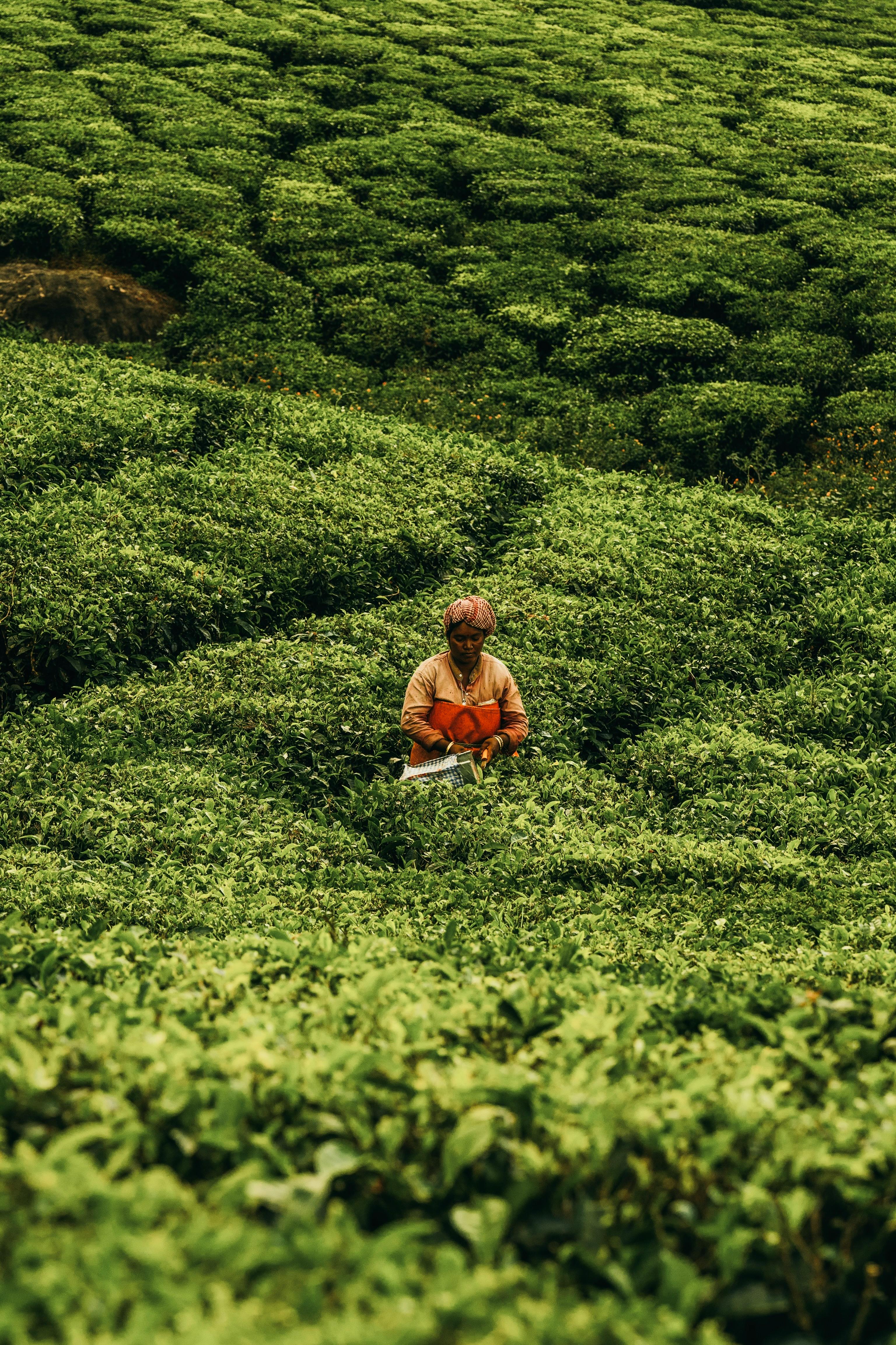 Organic Spices